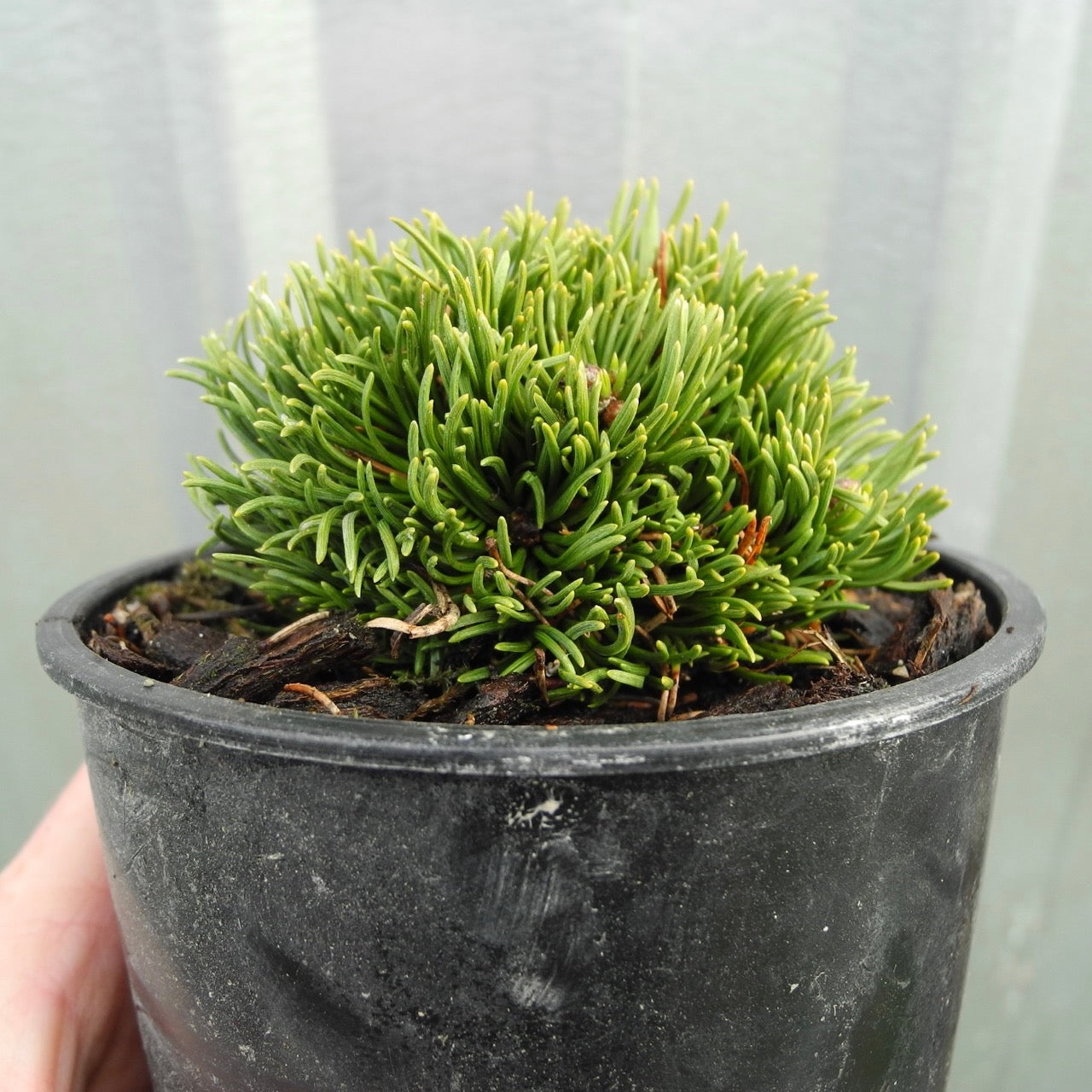 Michelle Miniature Mugo Pine - Pinus mugo 'Michelle'