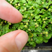 Miniature Brass Buttons - Leptinella gruveri