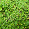 Miniature Brass Buttons - Leptinella gruveri