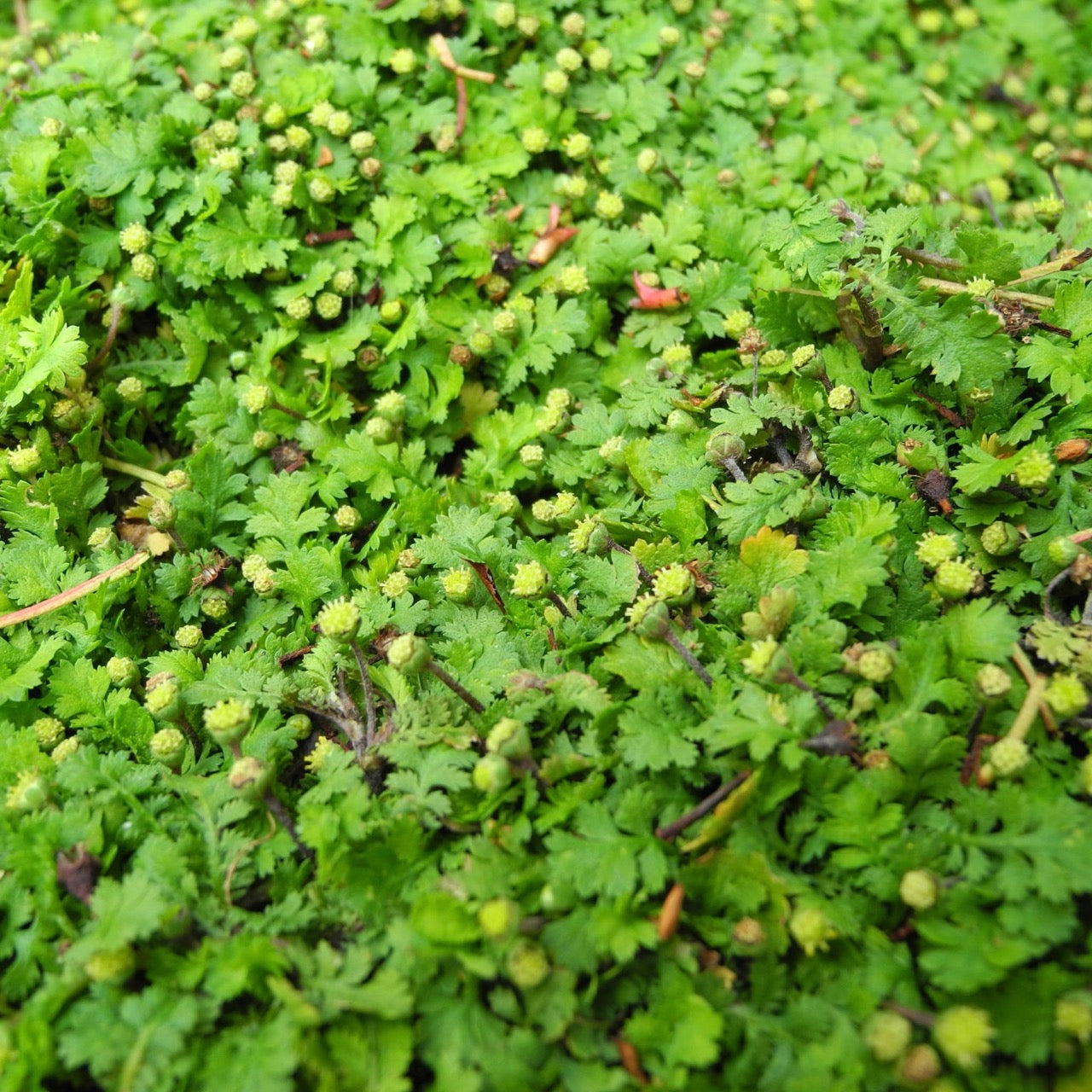 Miniature Brass Buttons - Leptinella gruveri