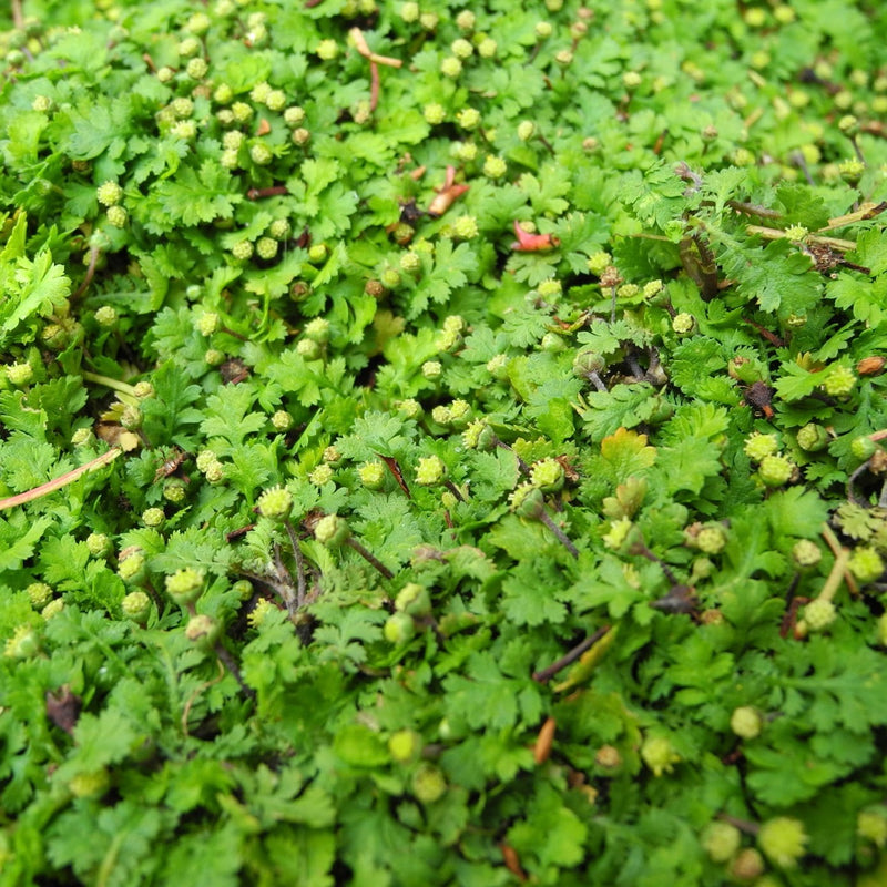 Miniature Brass Buttons - Leptinella gruveri
