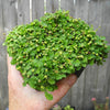 Miniature Brass Buttons - Leptinella gruveri