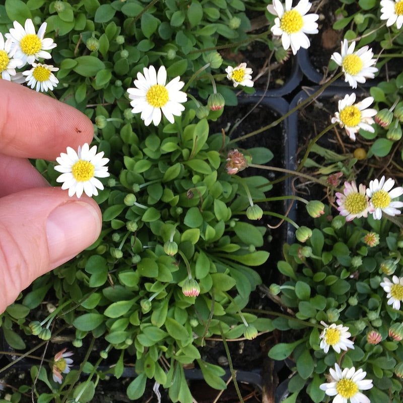 Miniature Daisies - Bellium minutum