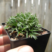 True Miniature Seathrift - Armeria maritima 'Little Penny'