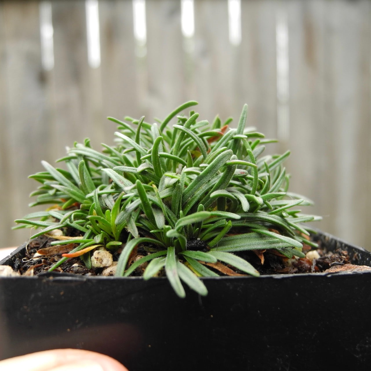 True Miniature Seathrift - Armeria maritima 'Little Penny'