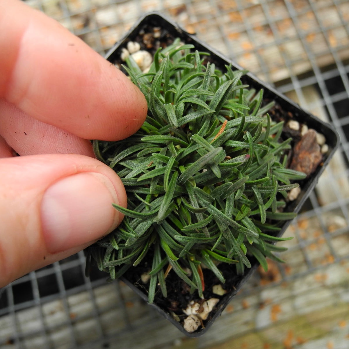 True Miniature Seathrift - Armeria maritima 'Little Penny'