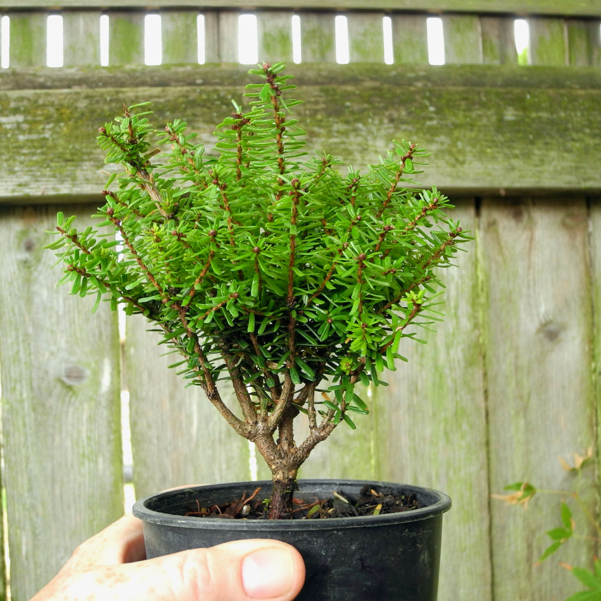 Minikin Japanese Hemlock - Tsuga diversifolia 'Minikin'