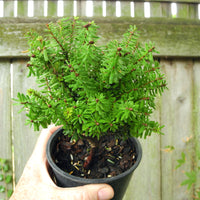 Minikin Japanese Hemlock - Tsuga diversifolia 'Minikin'