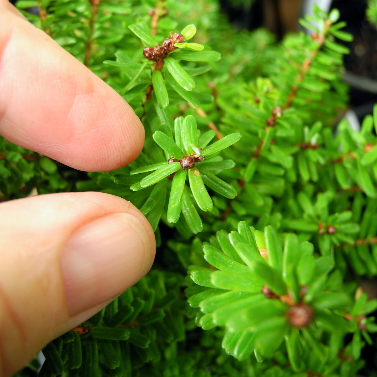 Minikin Japanese Hemlock - Tsuga diversifolia 'Minikin'