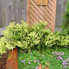 Mother Lode Juniper - Juniperus horizontalis 'Mother Lode'