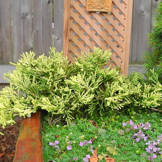 Mother Lode Juniper - Juniperus horizontalis 'Mother Lode'