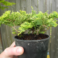 Mother Lode Juniper - Juniperus horizontalis 'Mother Lode'