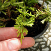 Mother Lode Juniper - Juniperus horizontalis 'Mother Lode'