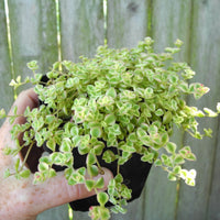 Little Missy Sedum - Sedum 'Little Missy'