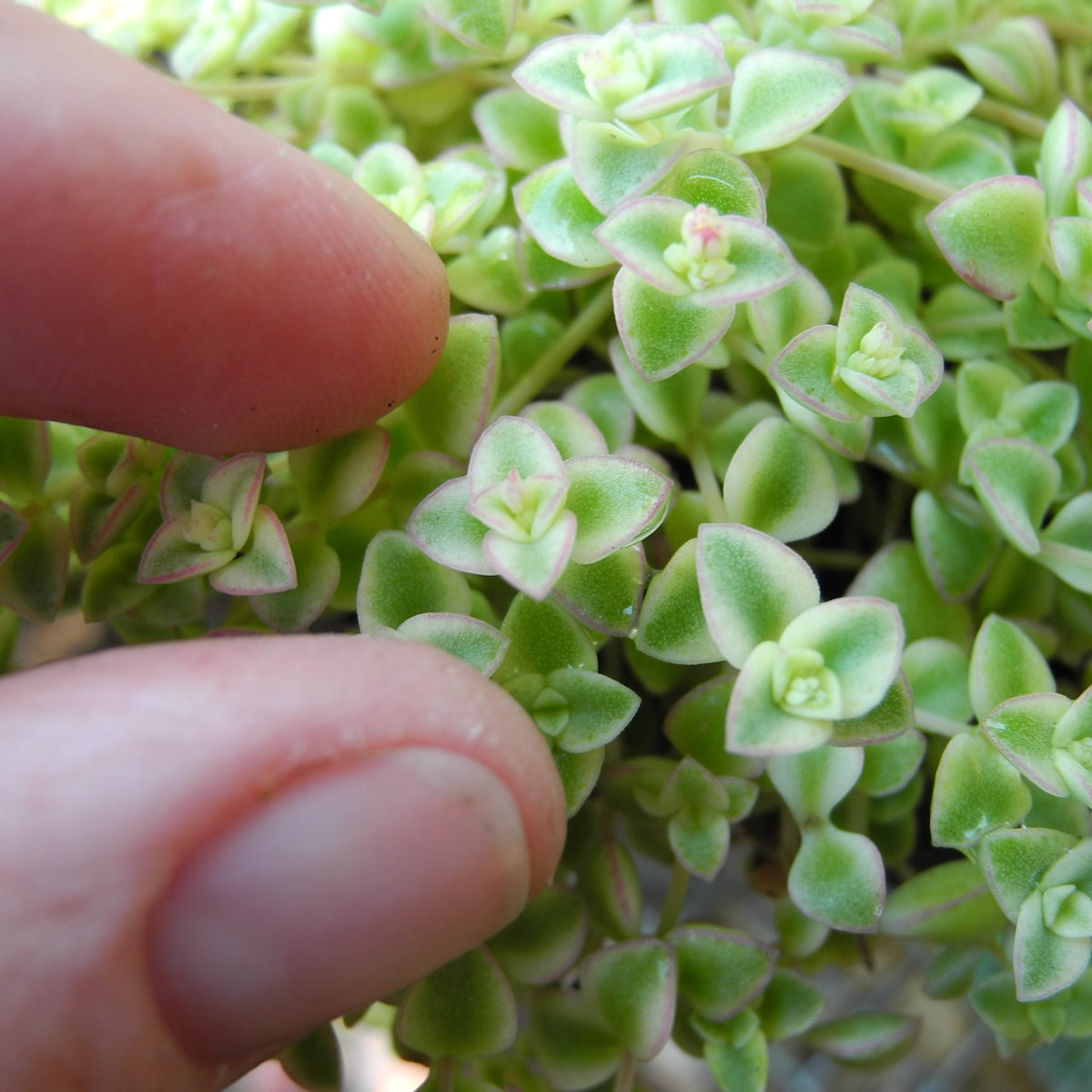 Little Missy Sedum - Sedum 'Little Missy'