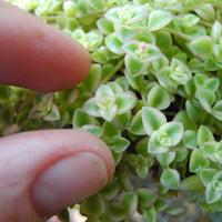 Little Missy Sedum - Sedum 'Little Missy'