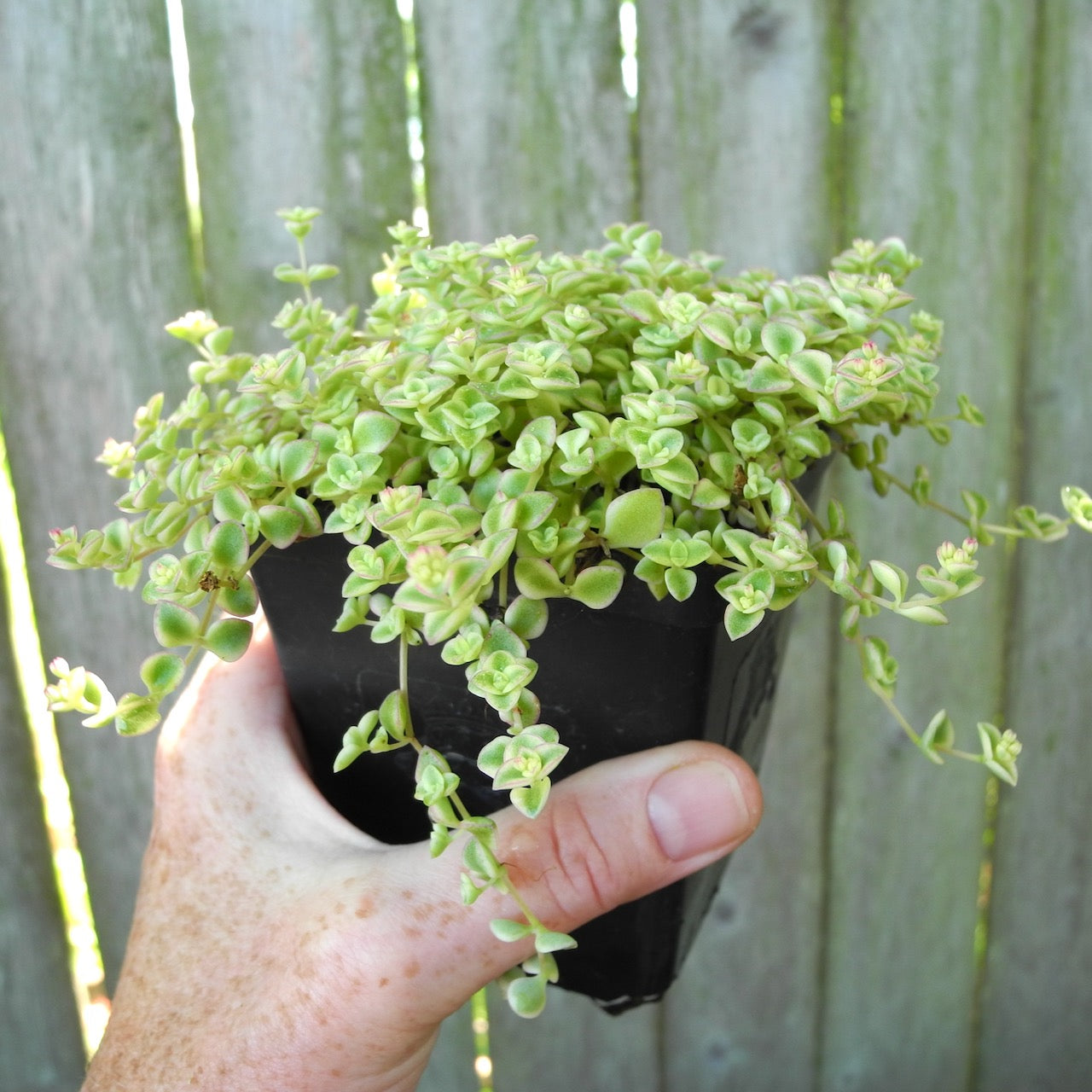 Little Missy Sedum - Sedum 'Little Missy'