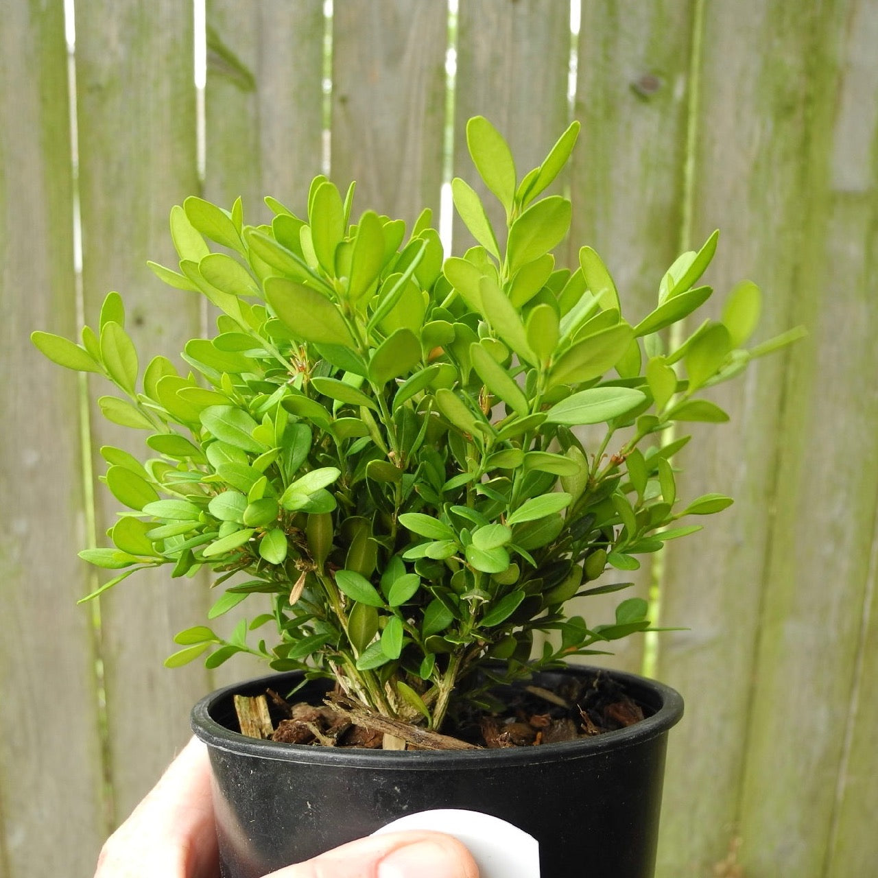 Mini Garden Tree Mont Bruno Boxwood – Buxus sempervirens 'Mont