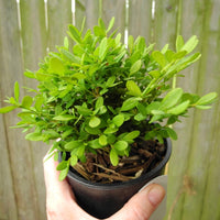 Mont Bruno Boxwood – Buxus sempervirens ‘Mont Bruno’