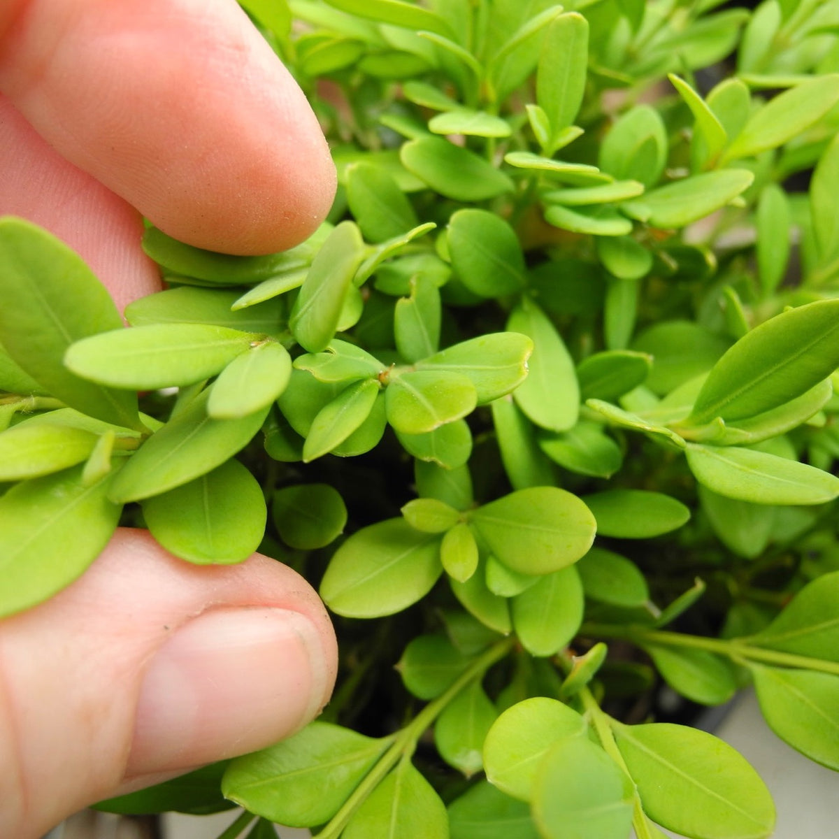 Mont Bruno Boxwood – Buxus sempervirens ‘Mont Bruno’