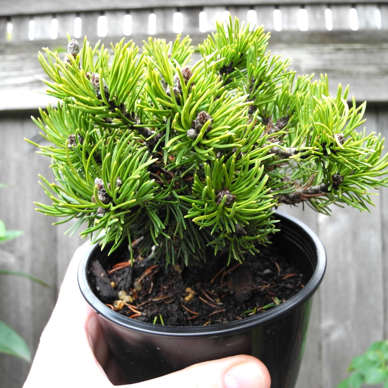 Short Needle Mugo Pine - Pinus mugo 'Short Needle'