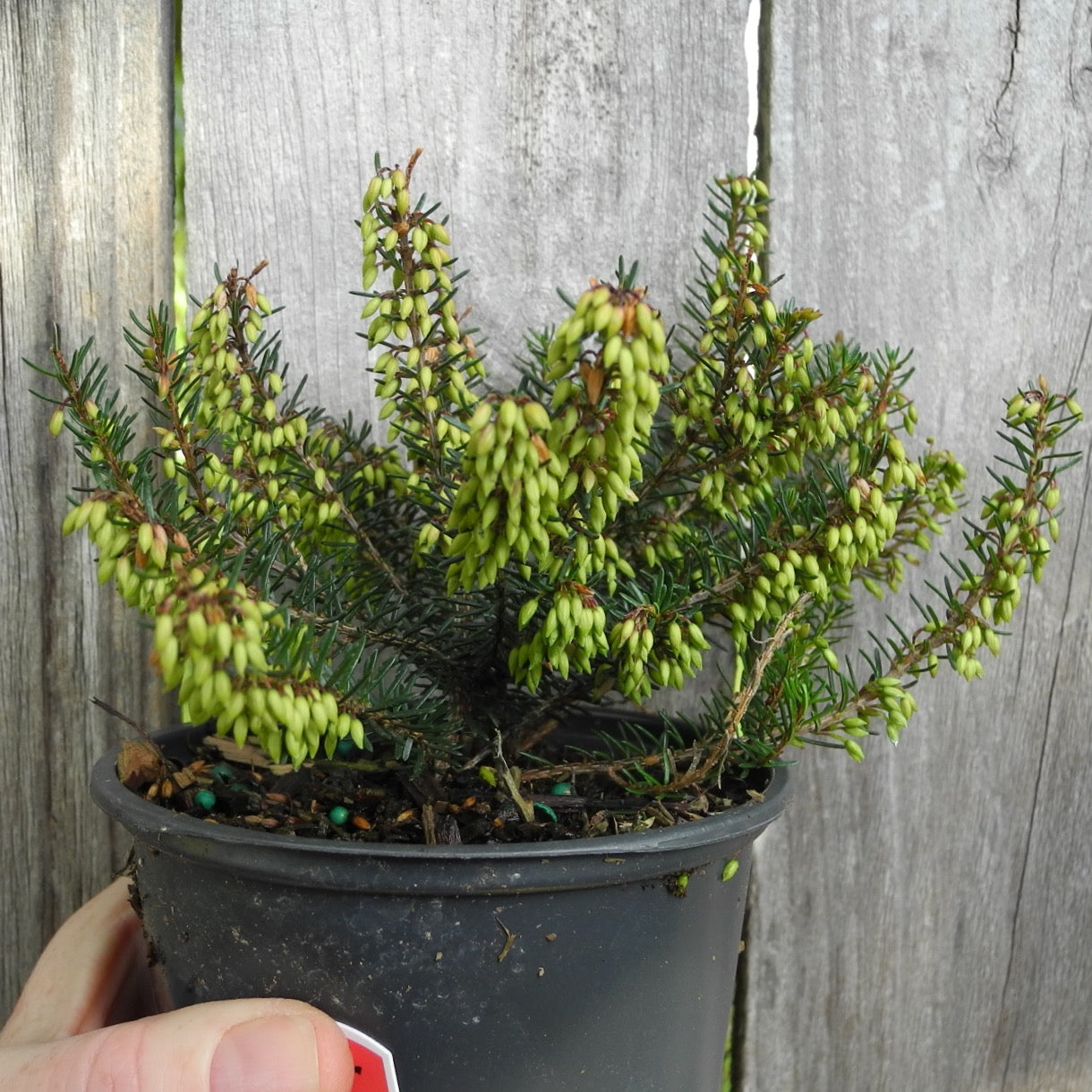 Nathalie Heather - Erica carnea 'Nathalie'