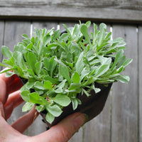 Pink Pussy Toes - Antennaria dioica 'Rubra'