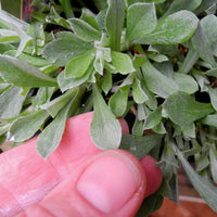 Pink Pussy Toes - Antennaria dioica 'Rubra'