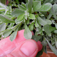 Pink Pussy Toes - Antennaria dioica 'Rubra'