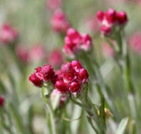 Pink Pussy Toes - Antennaria dioica 'Rubra'