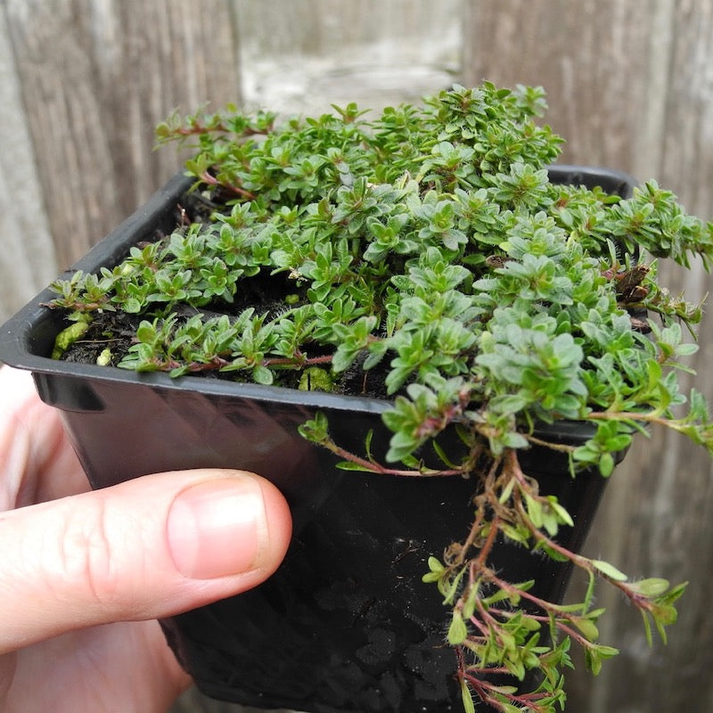 Pink Chintz Thyme - Thymus serpyllum 'Pink Chintz'