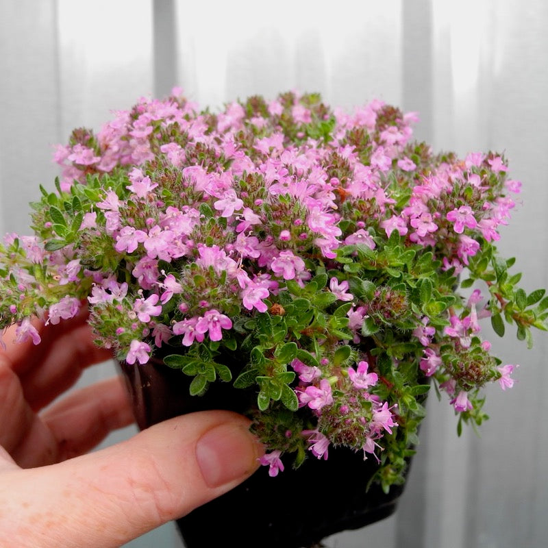 Pink Chintz Thyme - Thymus serpyllum 'Pink Chintz'
