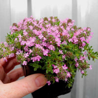 Pink Chintz Thyme - Thymus serpyllum 'Pink Chintz'