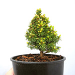 Pixie Dwarf Alberta Spruce  - Picea glauca 'Pixie'
