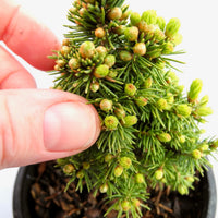 Pixie Dwarf Alberta Spruce  - Picea glauca 'Pixie'