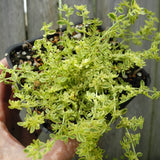 Variegated Rupturewort - Herniaria glabra 'Sea Foam'