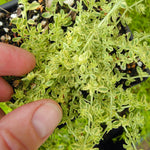 Variegated Rupturewort - Herniaria glabra 'Sea Foam'