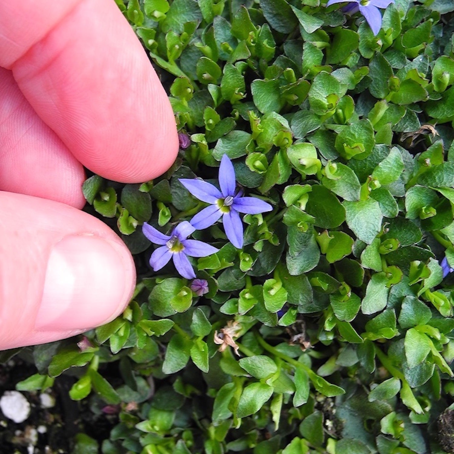 Miniature Garden Blue Star Creeper - Pratia pendunculata – Two