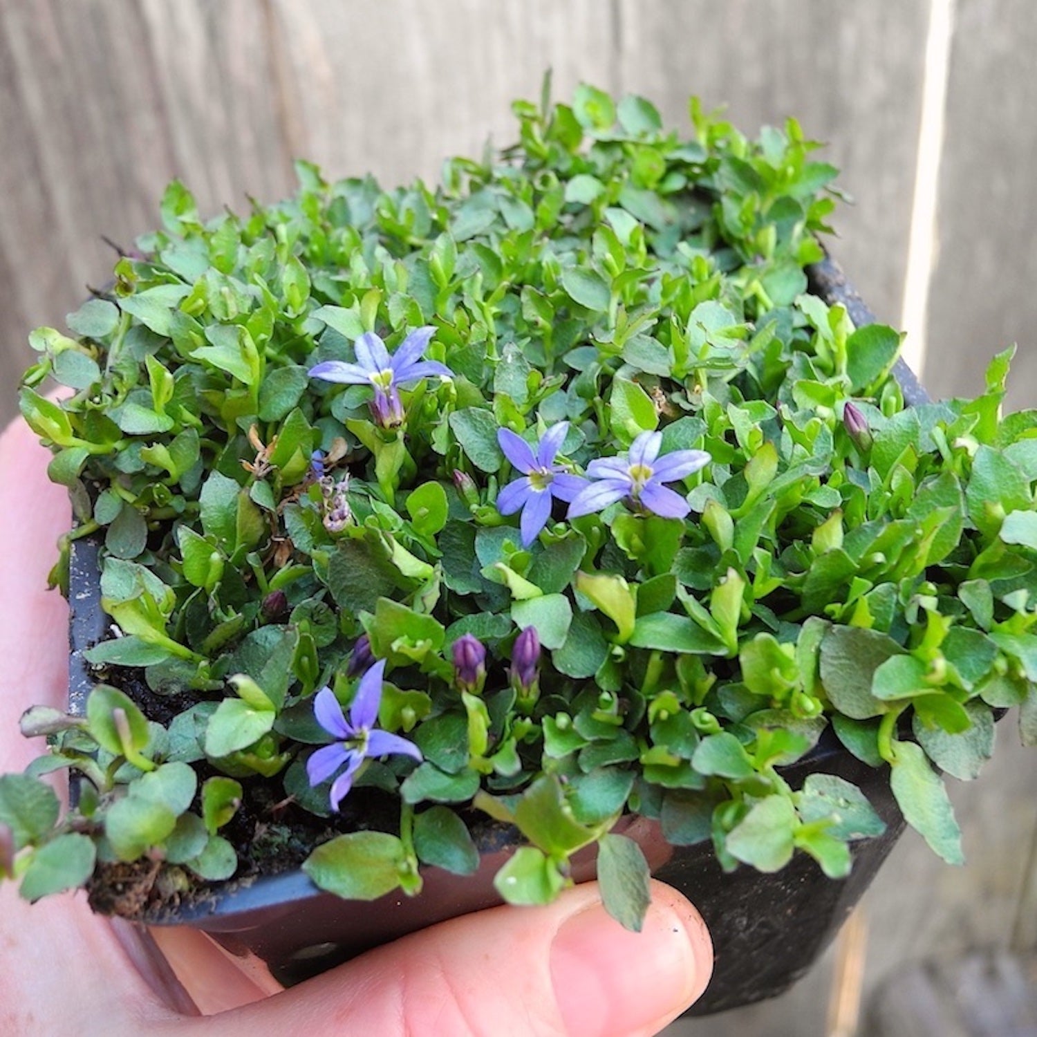 Miniature Garden Blue Star Creeper - Pratia pendunculata – Two