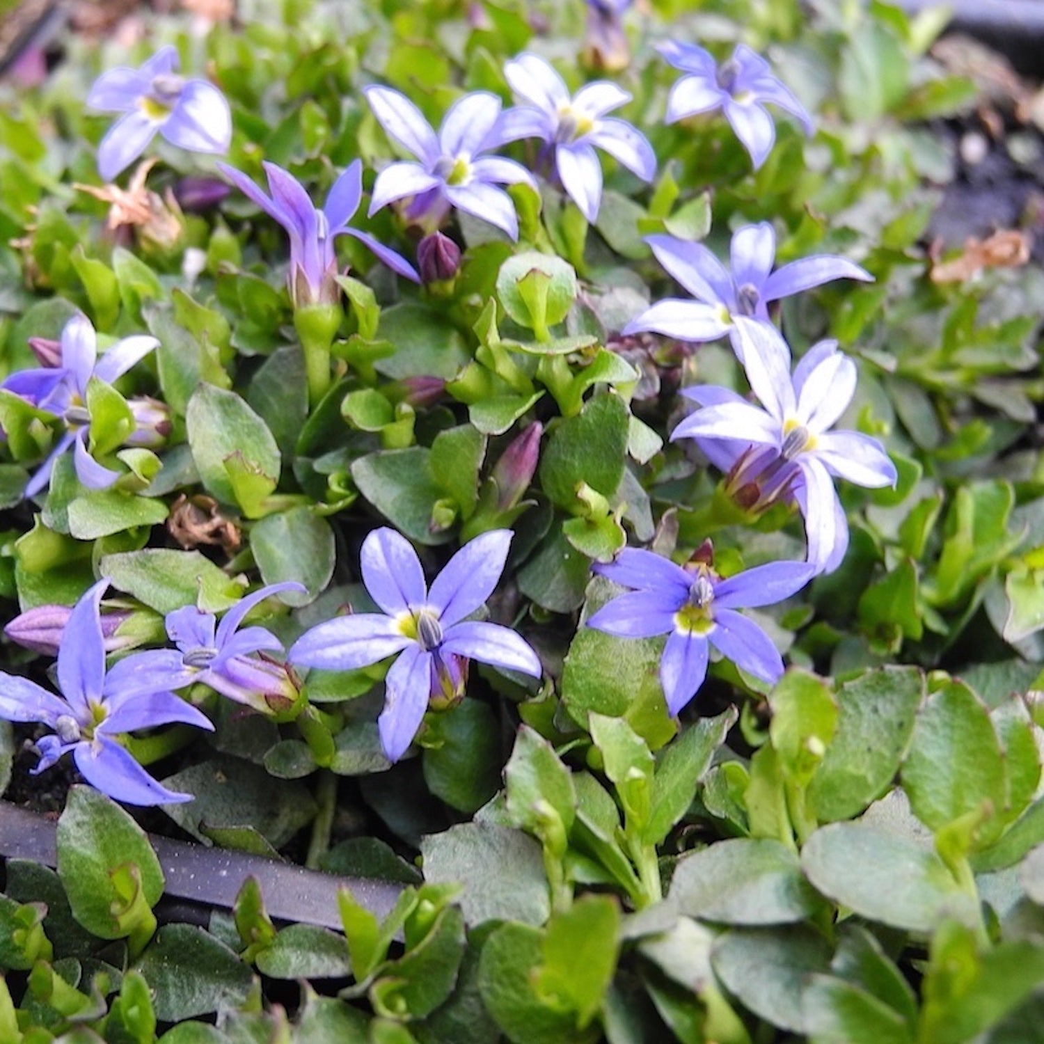 Miniature Garden Blue Star Creeper - Pratia pendunculata – Two