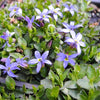 Blue Star Creeper 'County Park' - Pratia pedunculata
