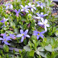 Blue Star Creeper 'County Park' - Pratia pedunculata