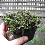 Platt's Black Brass Buttons - Leptinella squalida 'Platt's Black'