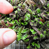 Platt's Black Brass Buttons - Leptinella squalida 'Platt's Black'