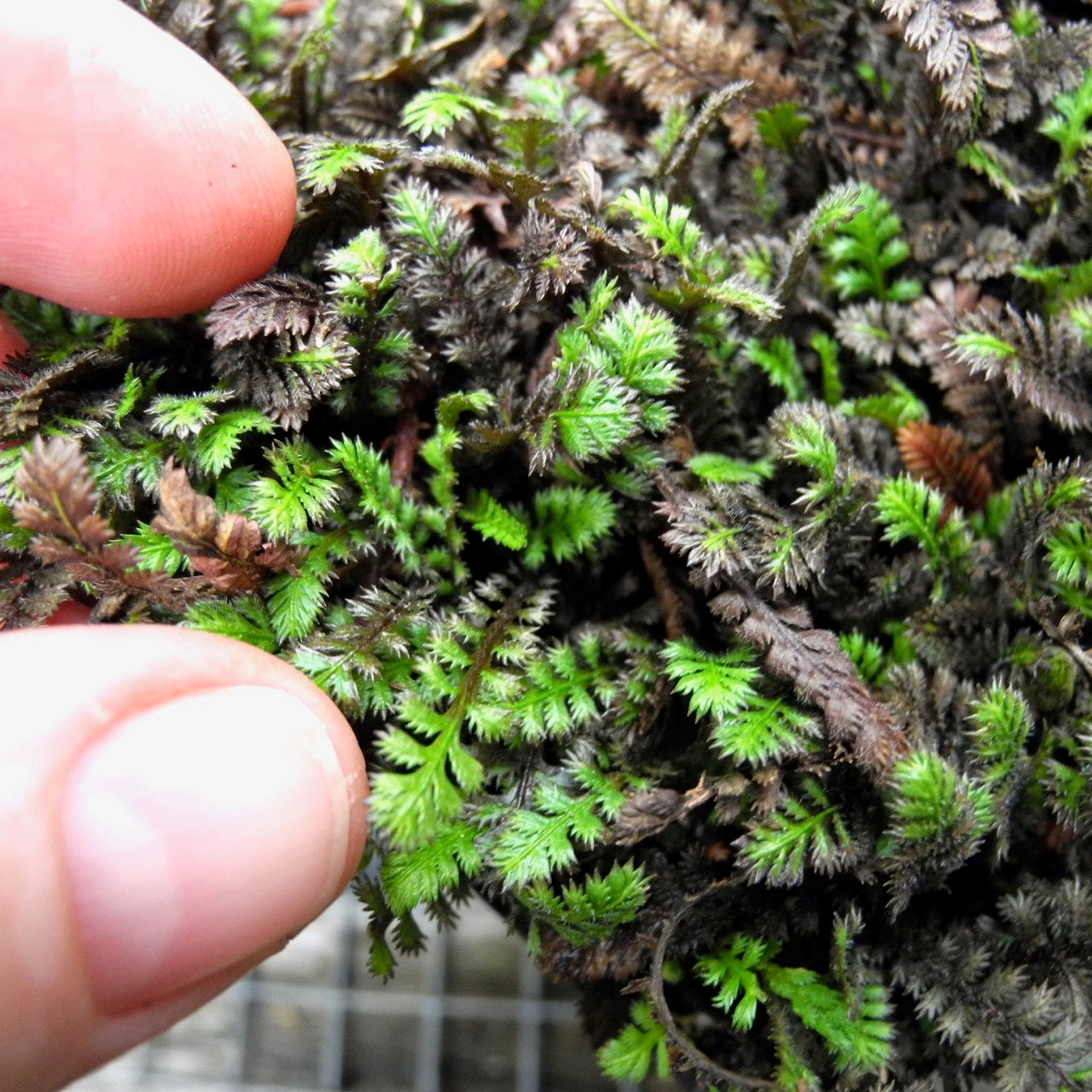 Platt's Black Brass Buttons - Leptinella squalida 'Platt's Black'