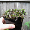 Platt's Black Brass Buttons - Leptinella squalida 'Platt's Black'