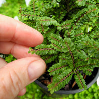 Dwarf Princess Elm - Ulmus parvifolia 'Hokkaido'
