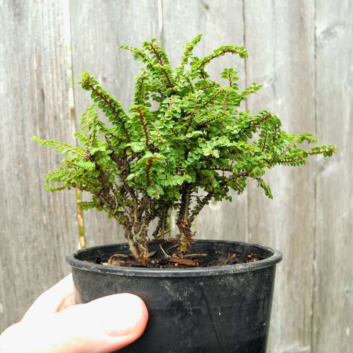 Dwarf Princess Elm - Ulmus parvifolia 'Hokkaido'