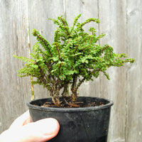 Dwarf Princess Elm - Ulmus parvifolia 'Hokkaido'