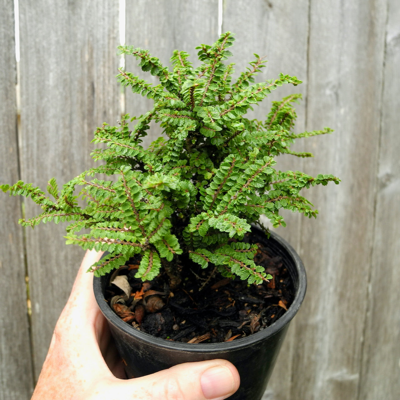 PL-Mini-Garden-Princess-Elm-3.